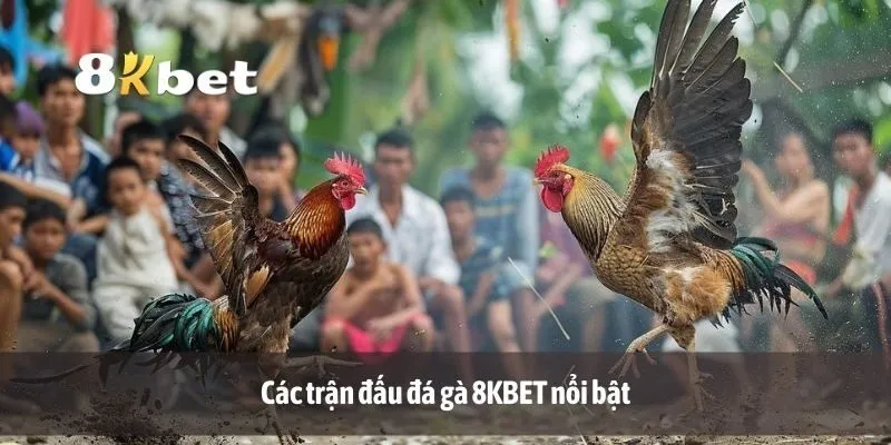 Các trận đấu đá gà 8KBET nổi bật