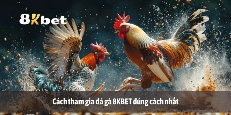 Cách tham gia đá gà 8KBET đúng cách nhất