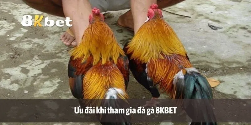Ưu đãi khi tham gia đá gà 8KBET